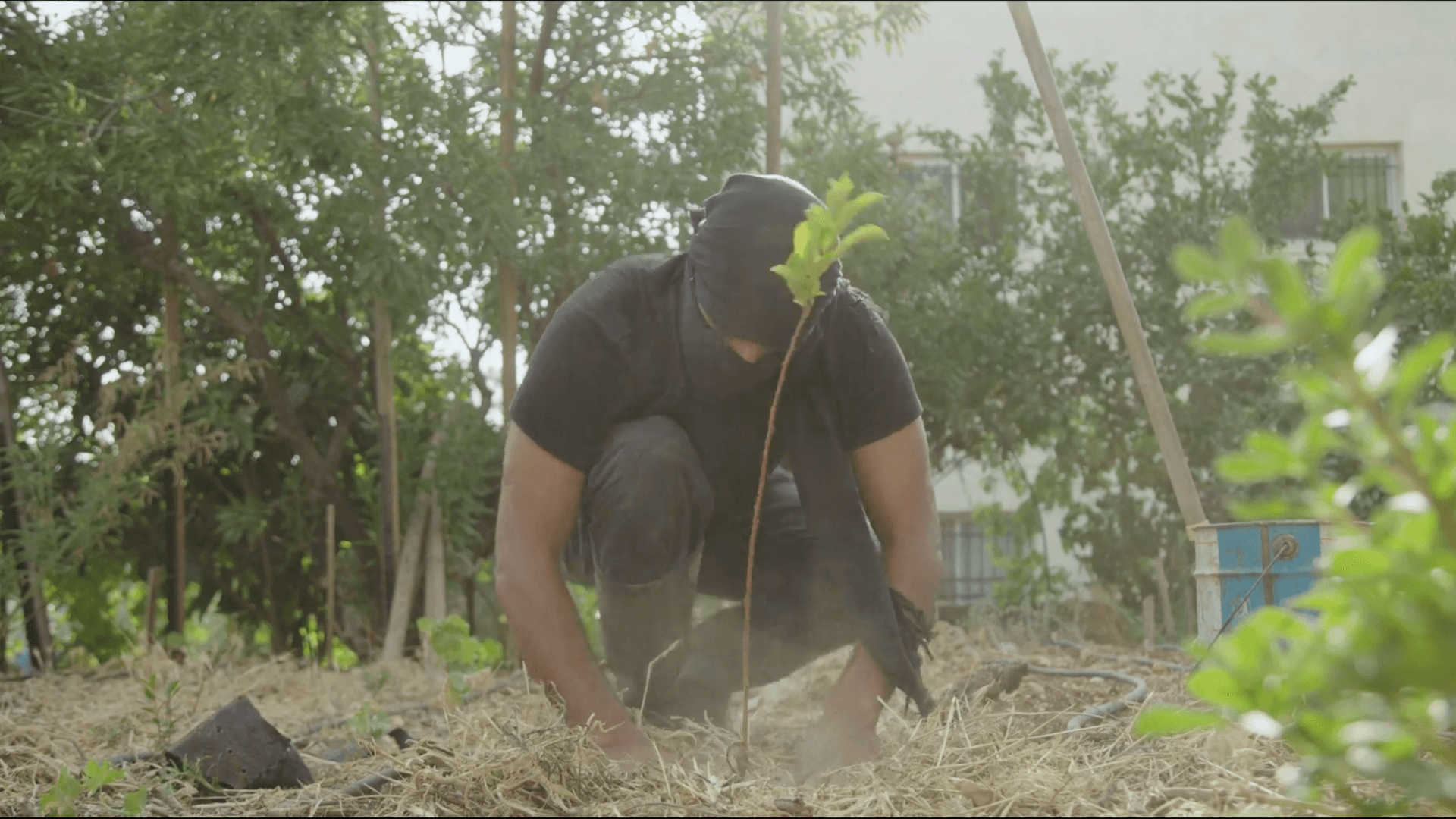 A kneeling man wearing black clothes and whose face is covered by a balaclava appears to be planting a young tree into the ground.